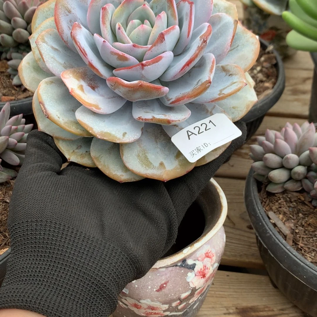 A221售后范围：签收起7天内，超时不售后