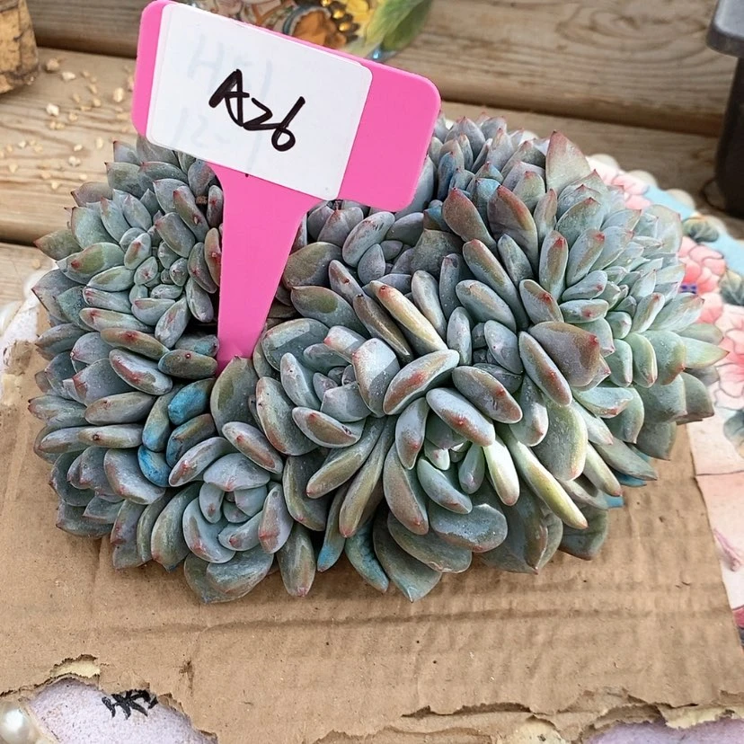 【闪购商品】?****莲202411-a 26