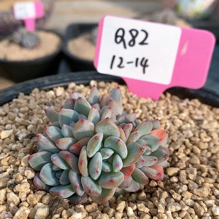 【闪购商品】菓*20231214Q82