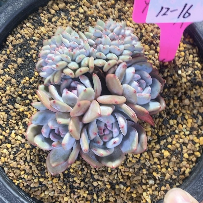 【闪购商品】?****莲20231216-s45