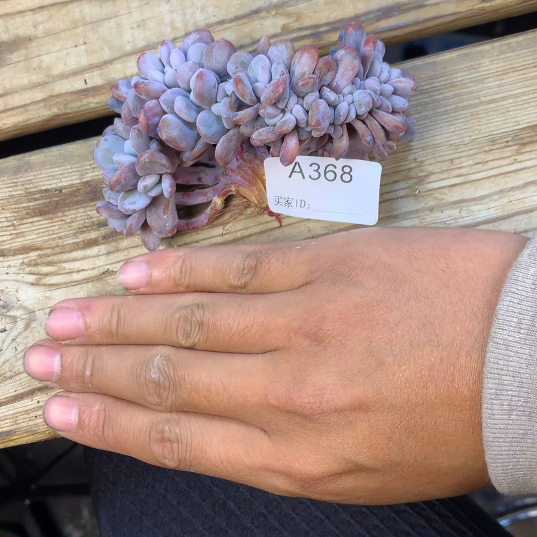 (****丫A368瑕疵售后范围：签收起7天内，超时不售后