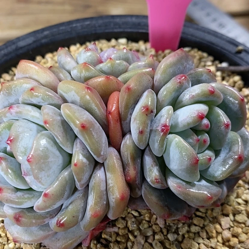 【闪购商品】希***来2024A45