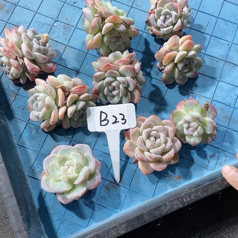 【闪购商品】20240107-B23