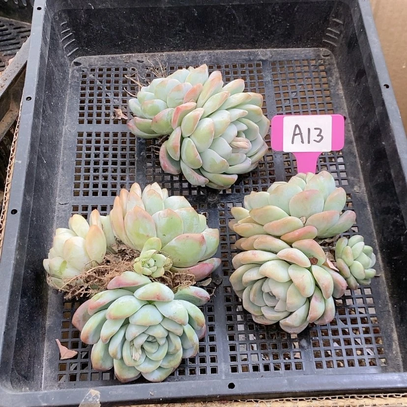 【闪购商品】20240107_A13