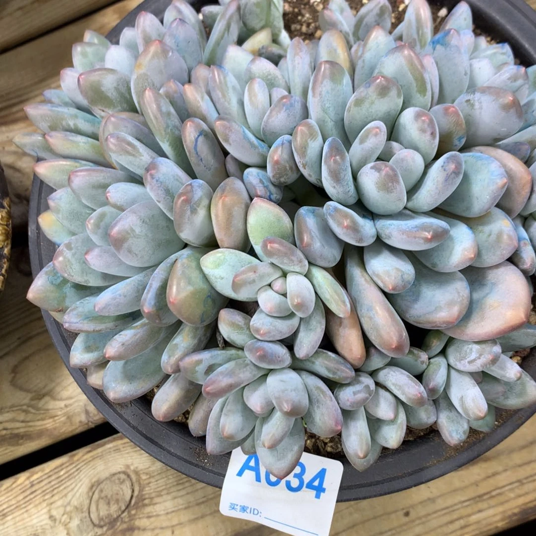 南**木A034售后范围：签收起7天内，超时不售后