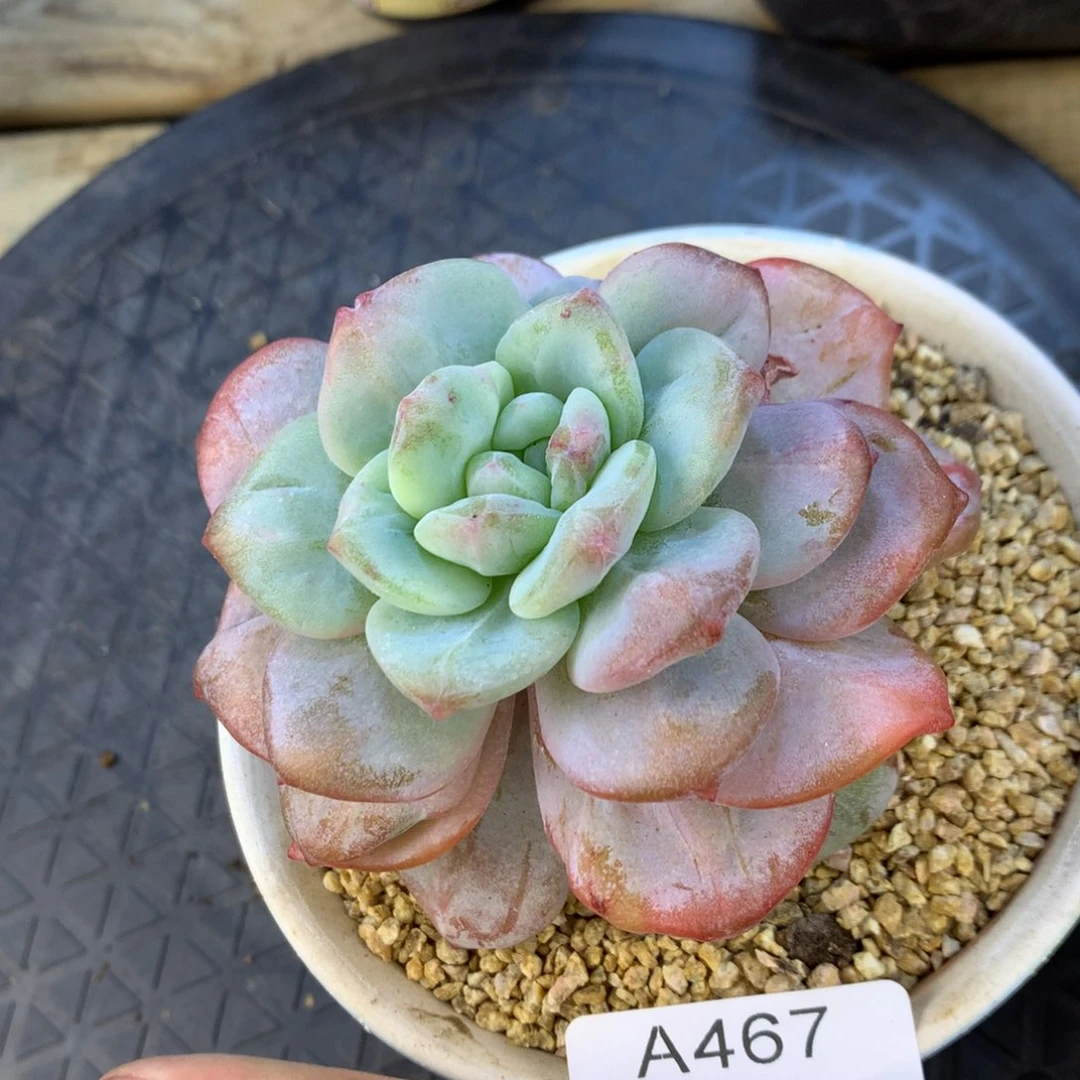 A467号，售后时间：签收起七天内。