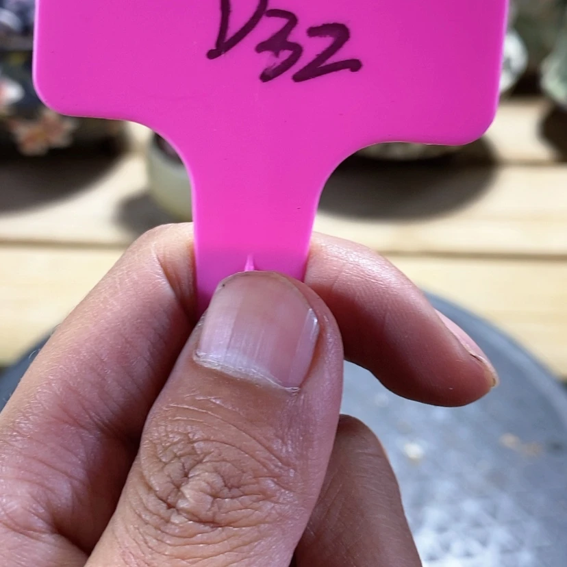 【闪购商品】?****莲20231219-D32