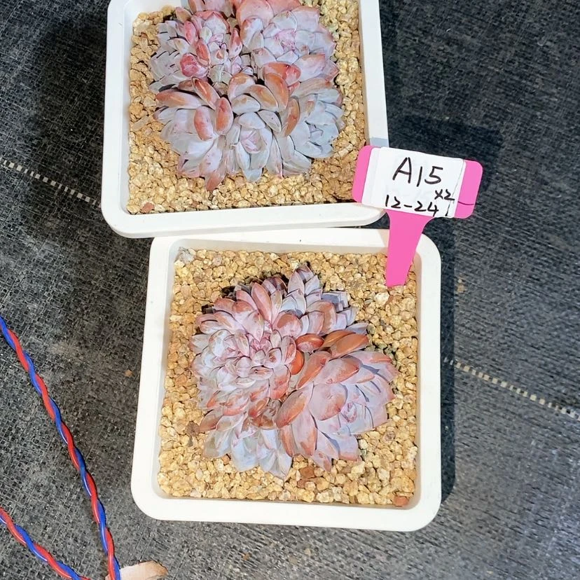 【闪购商品】20231224-A15