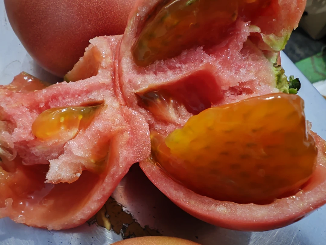 东北农家自然成熟的西红柿子，酸甜口味，老好吃了，大地的