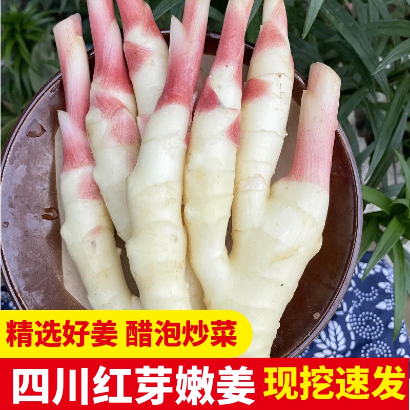 【D红芽嫩仔姜】四川现挖现发嫩仔姜新鲜脆嫩泡菜炒菜1/2/3/5斤
