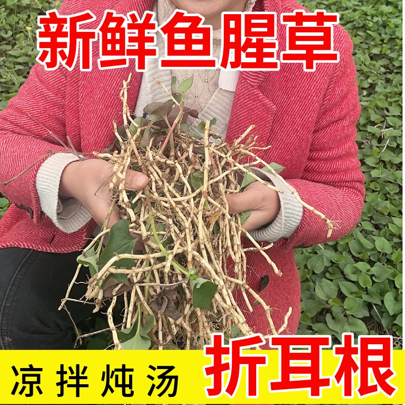 【四川折耳根】新鲜鱼腥草折耳根嫩根凉拌菜炖汤1/2/5斤