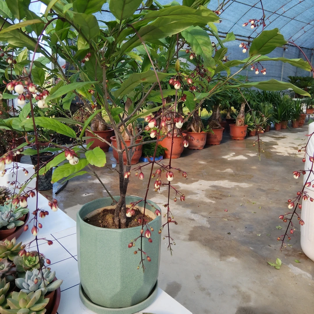 垂丝茉莉一物一拍绿植室内盆栽耐养