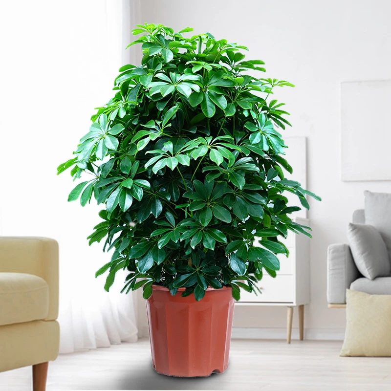 鸭脚木盆栽八方来财大型绿植物室内绿植发财树金钱树幸福树平安树