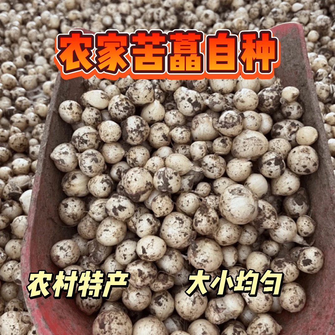 新鲜苦藠小根蒜团葱苦芥苦叫小蒜头四川茭头野葱头薤白