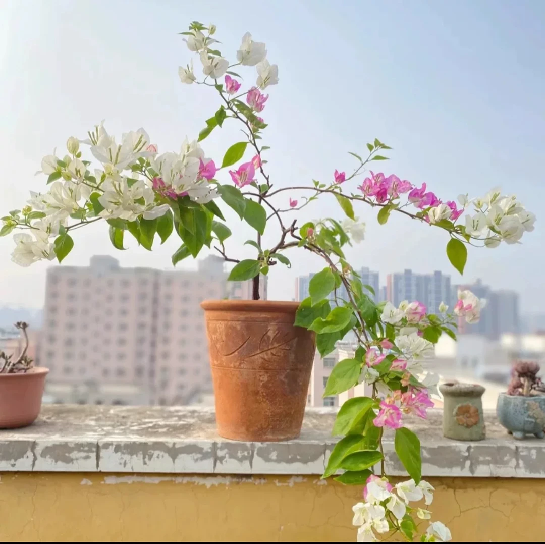 【口红。椰子冰】三角梅盆栽勤花品种四季原生好养活阳台庭院可爬藤