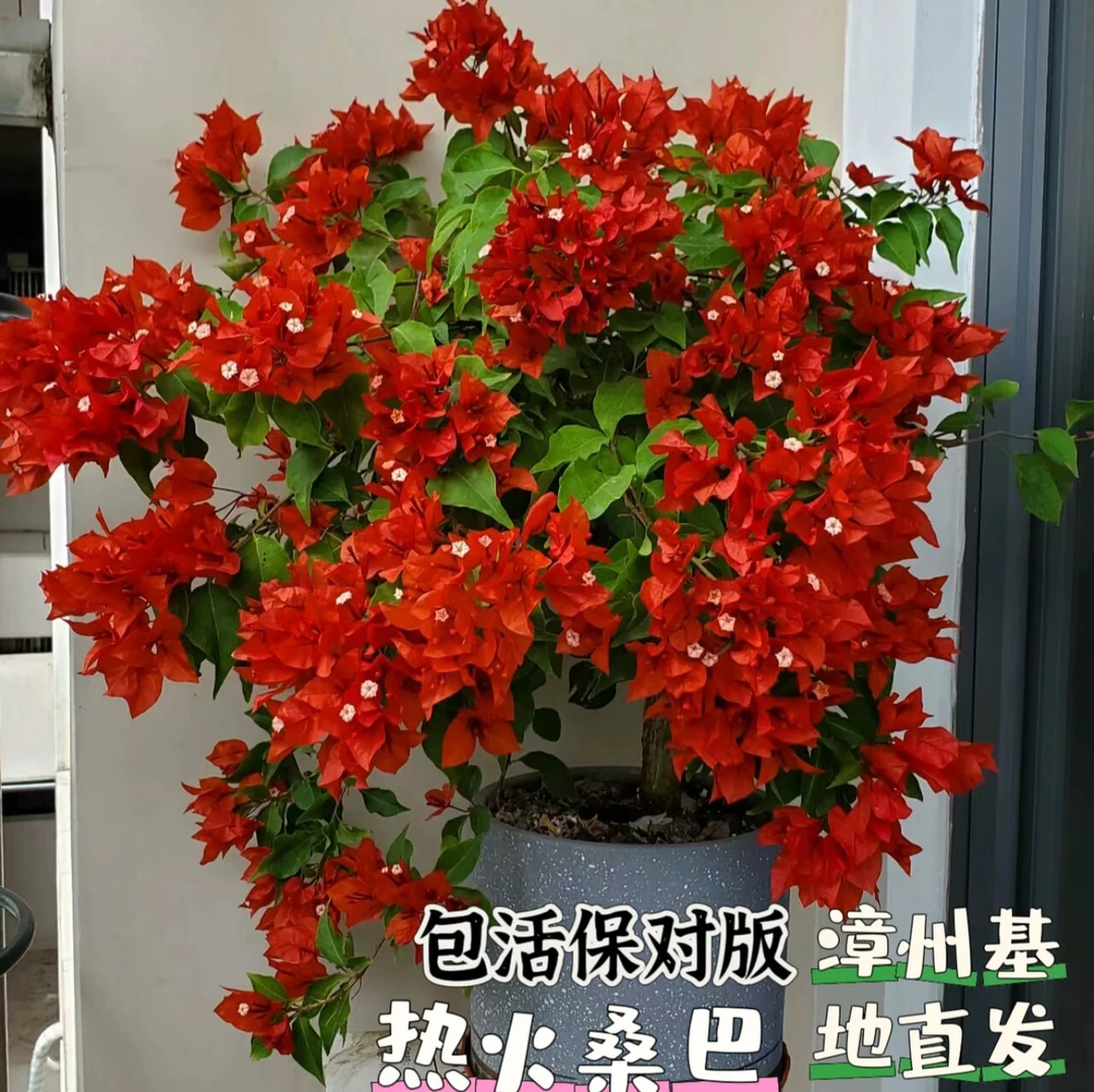 【桑巴系列】三角梅盆栽勤花品种四季原生桩好养易活阳台庭院可爬藤