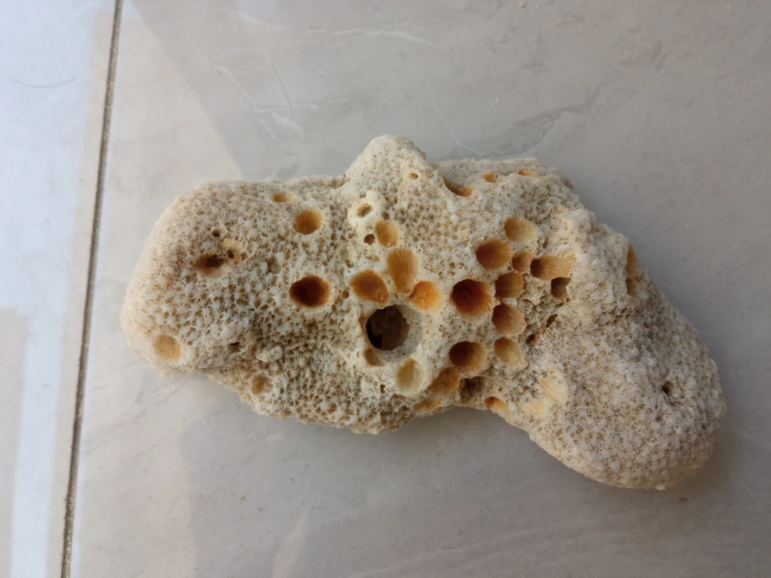 聚财石Ⅱ海珊瑚石Ⅱ家居饰品Ⅱ规格(15*7.5*4)