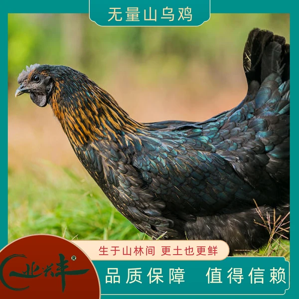 【母鸡拍卖】云南骨老母鸡毛重2kg只现宰现发空运或冷链包邮