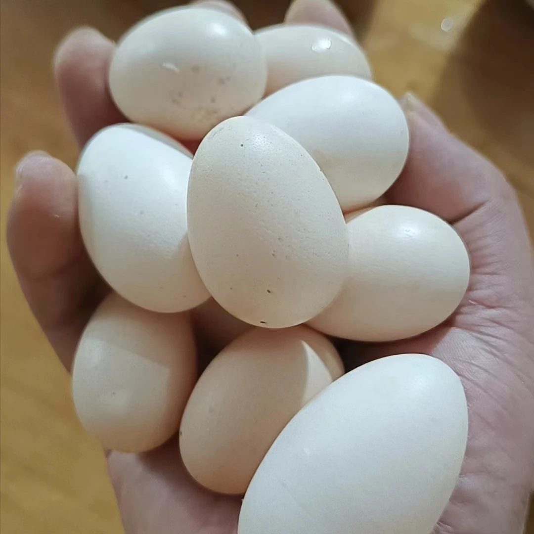 桂林高山牧鸡散养母鸡蛋 新鲜营养