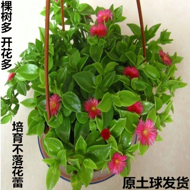 基地牡丹吊兰吊兰盆栽室内绿色植物盆栽桌面花卉