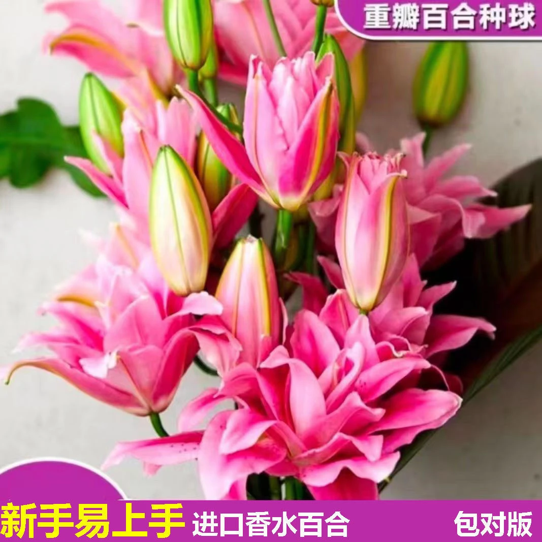 一件多头香水百合种球带芽耐寒四季盆栽室内阳台浪漫满屋花卉绿植