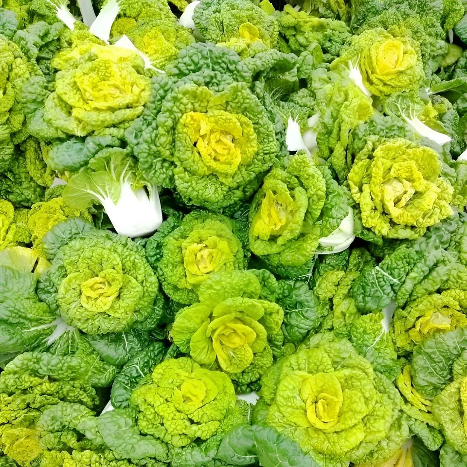 河南霜冻黄心乌塌菜新鲜农家白菜黄心菜青菜火锅超娃娃菜现挖净菜
