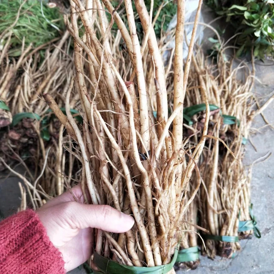 云南野生大气根500g