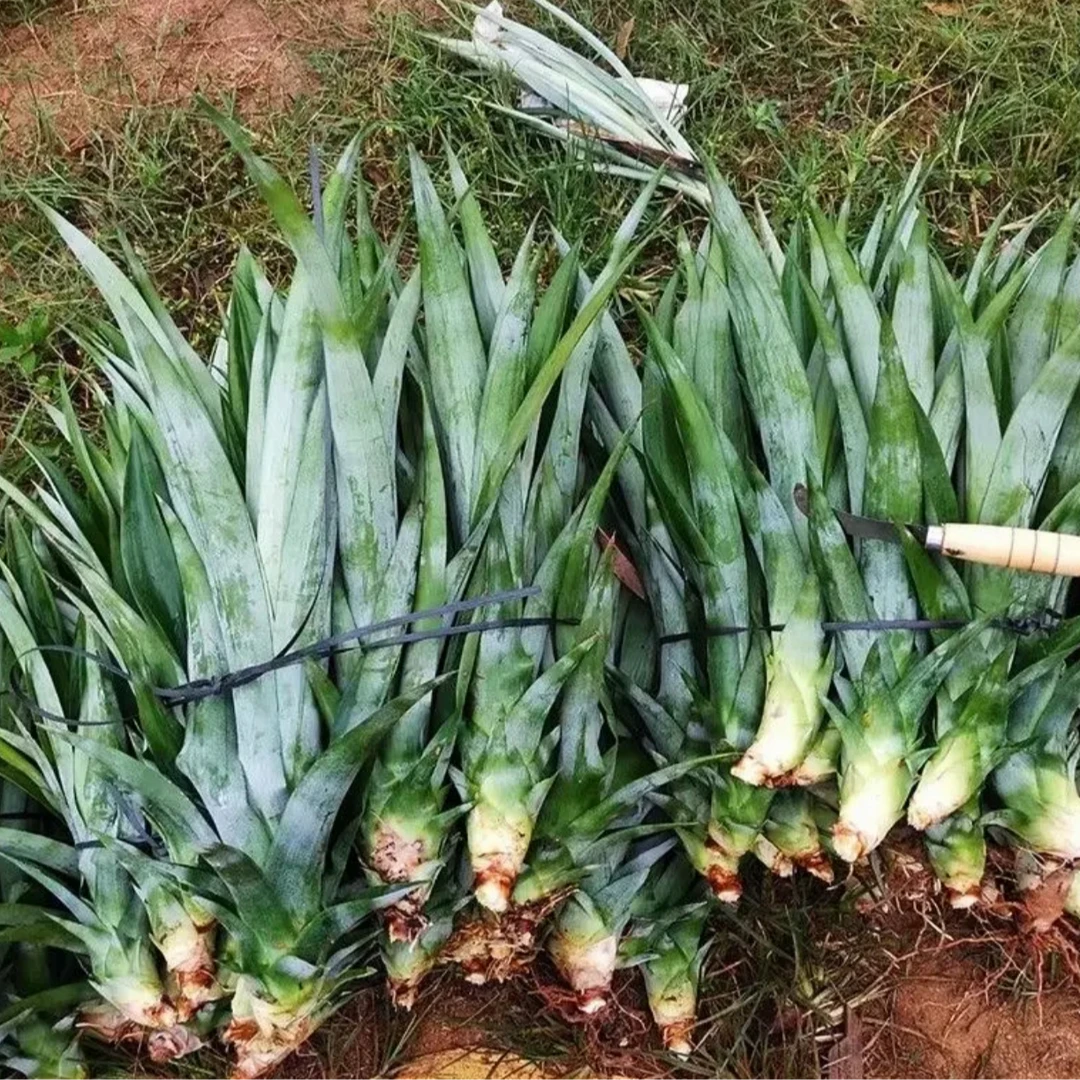 云南西双版纳热带黑钻凤梨金钻凤梨牛奶凤梨优质凤梨苗沾土就活