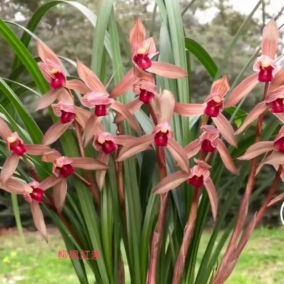 兰花绿植盆栽，实物以直播间为准（一物一拍，直播专用）