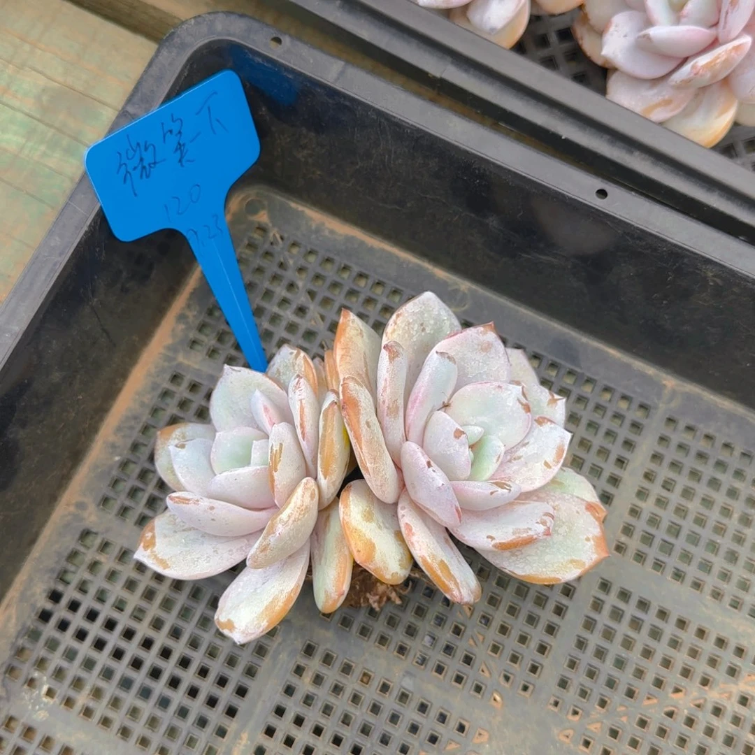 微笑姐姐多肉植物