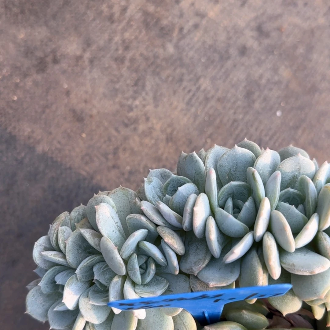 钱多多多肉植物多肉植物