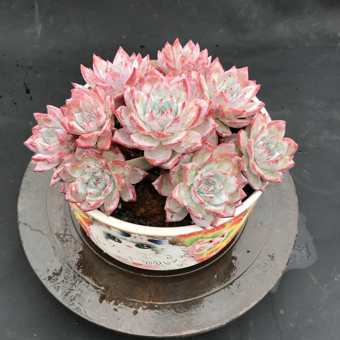 翰林苑粉蓝鸟手捧花精品多肉办公室阳台绿植园艺盆栽花卉庭院多肉