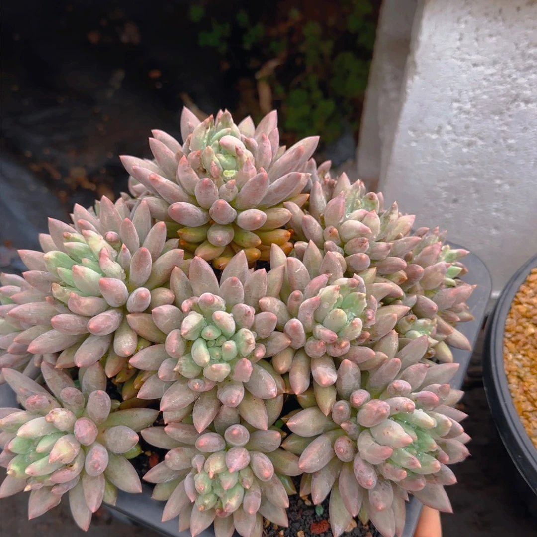 鲜鲜姐姐多肉植物多肉植物