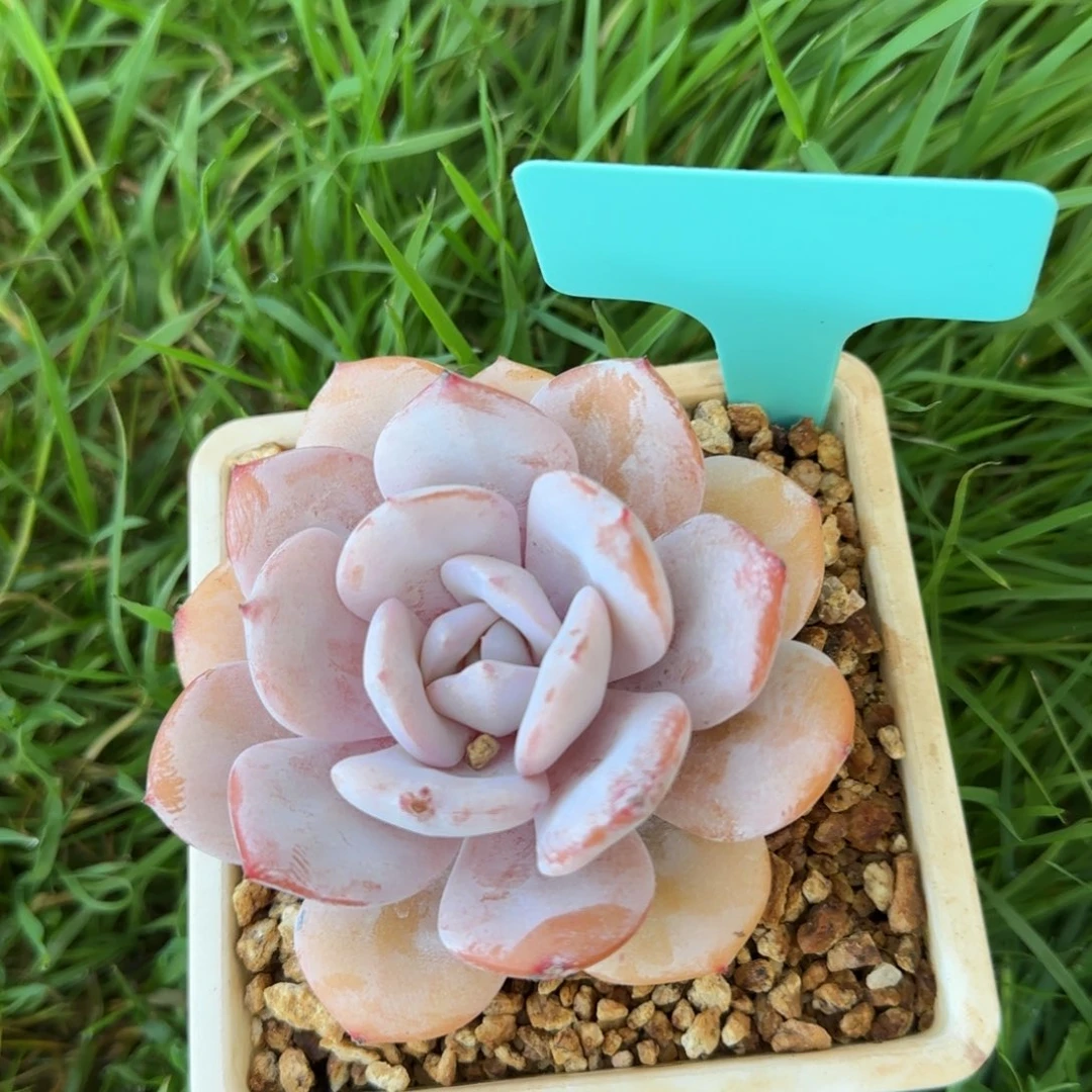 军旅姐姐多肉植物