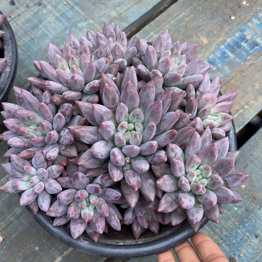 美人杂多肉植物多肉植物
