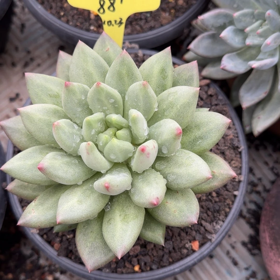 多肉植物米其林珈帛