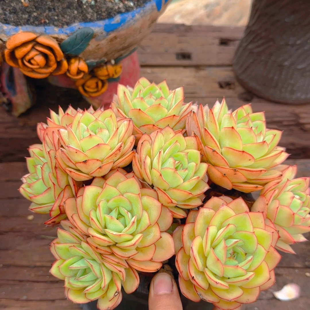 盾多肉植物多肉植物