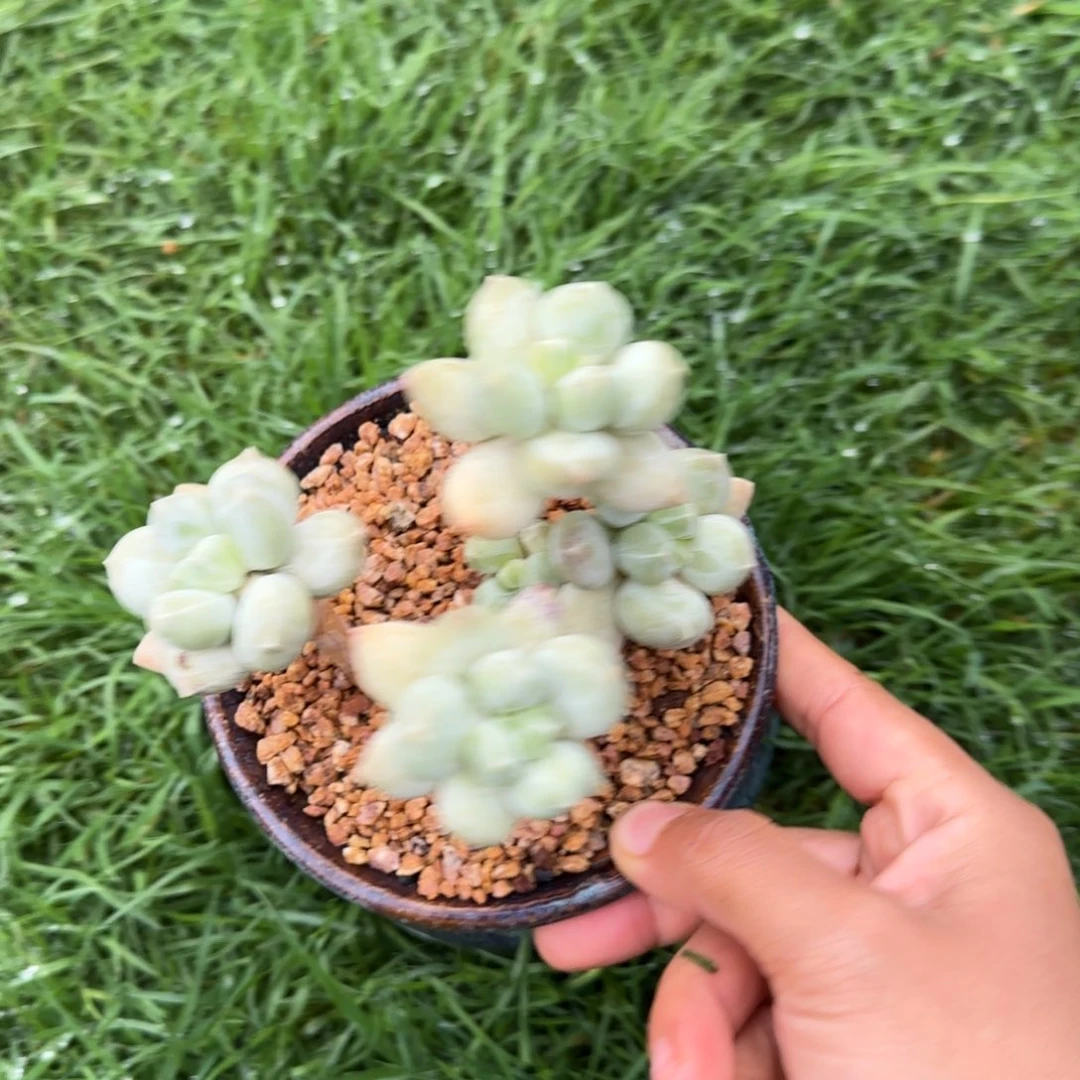 可**?多肉植物多肉植物