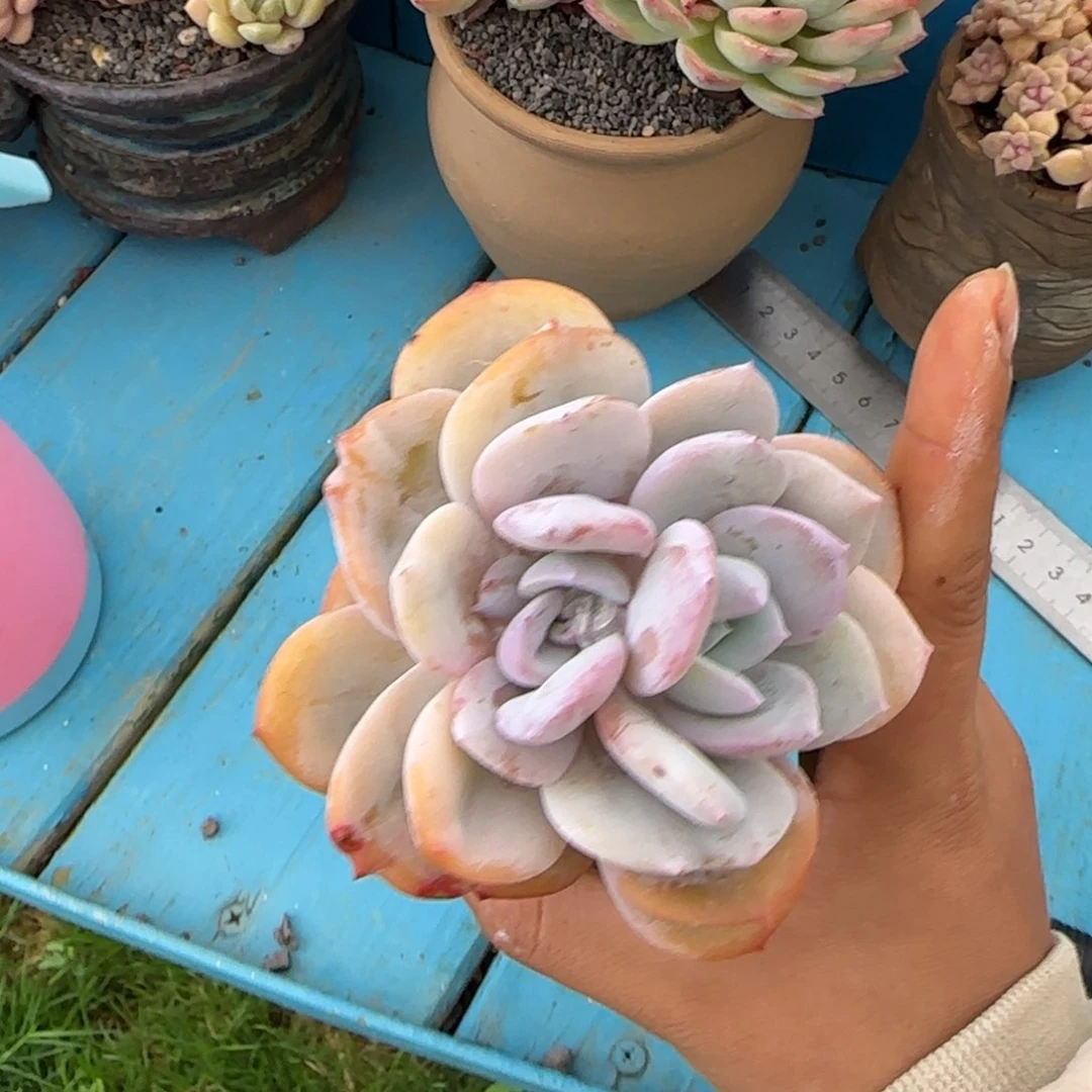 鲜鲜姐姐多肉植物植物