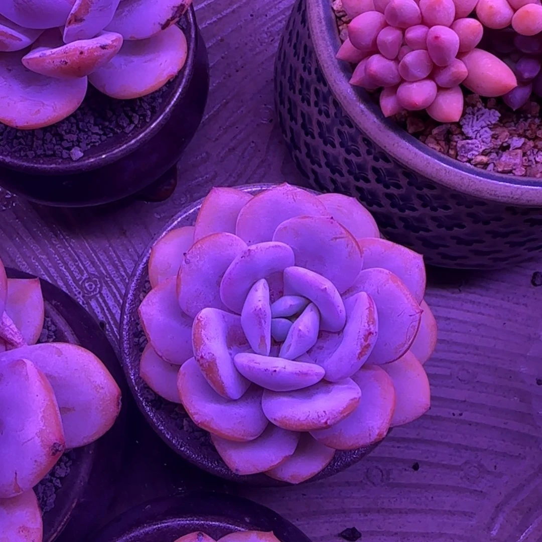 奶茶多肉植物多肉植物