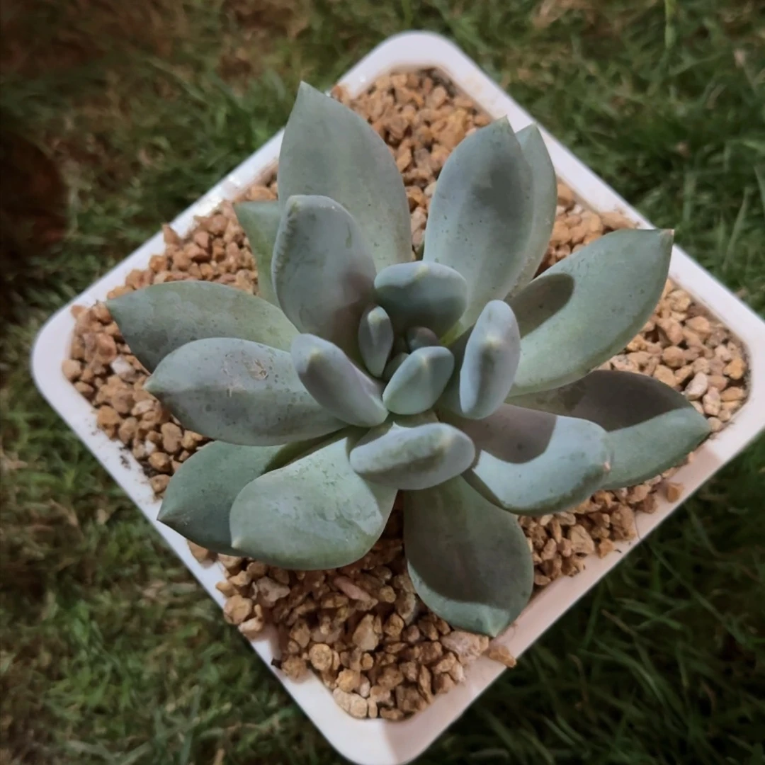 琉****、多肉植物多肉植物