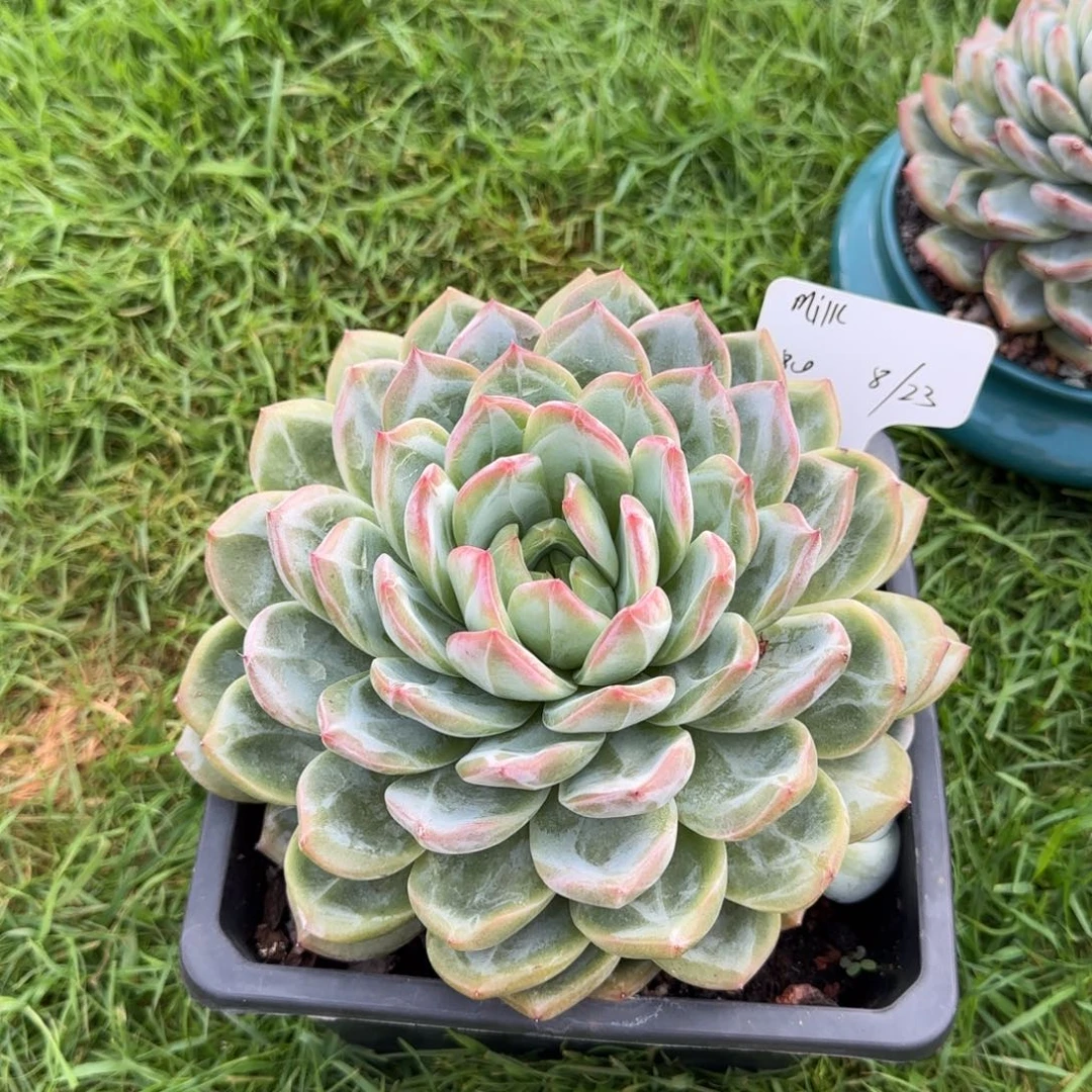 milk姐姐多肉植物