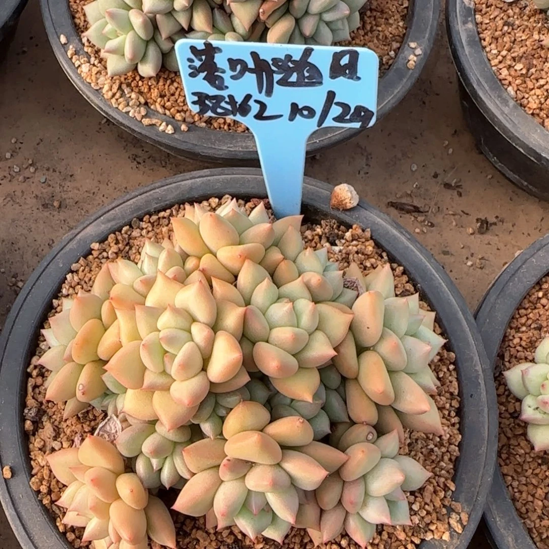 落叶随风姐姐多肉植物