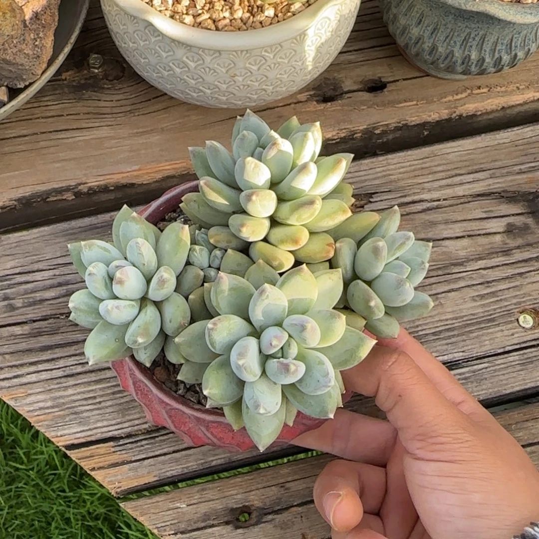 那**样多肉植物多肉植物