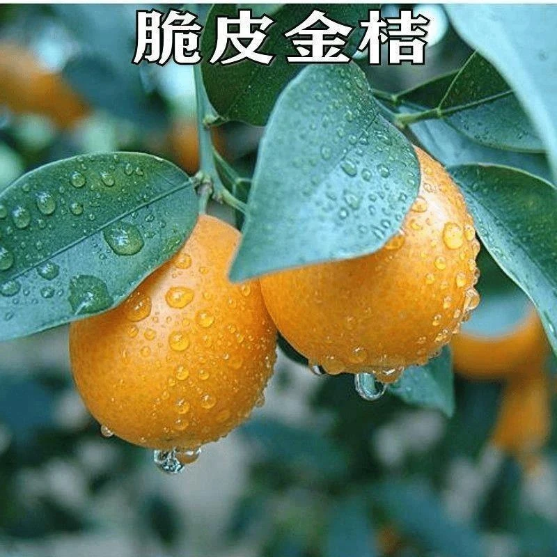 新品种金桔树苗嫁接苗脆皮金蜜甜桔盆栽地栽金橘子树苗当年结果