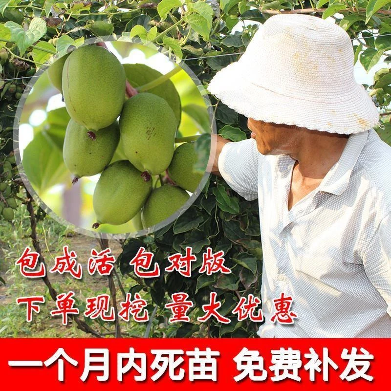 猕猴桃树果苗软枣猕猴桃树苗红心猕猴桃树果苗南方北方种当年结果