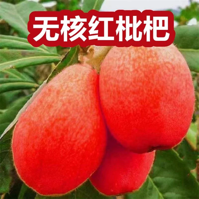 正品无籽枇杷特大果超矮无核砂糖红色枇杷苗耐寒南北果树阳台庭院