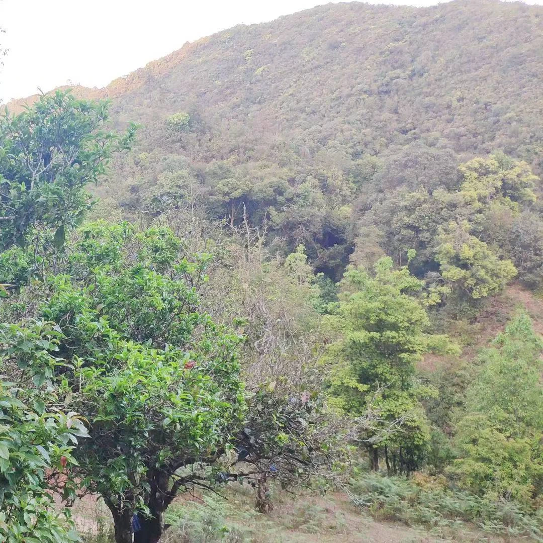 唐墨號荒山野放型古树普洱生茶临沧茶区2023年春茶200克/片送试饮