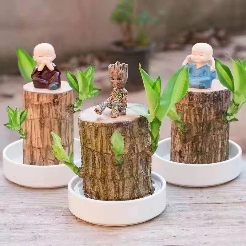 巴西木开花水养格鲁特小木人水培幸运木生长好养懒人花卉绿植盆栽