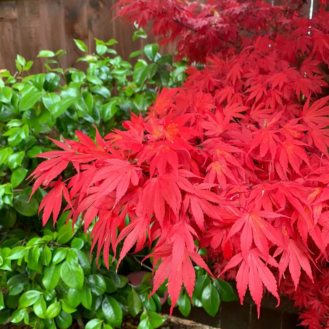 小叶鸡爪苗原生苗鸡爪红枫苗庭院风景造型
